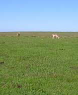 Image of Ozotoceros bezoarticus arerunguaensis González, Álvarez-Valin & Maldonado 2002