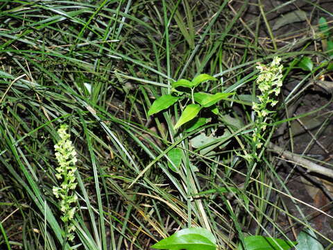 Image of palegreen orchid