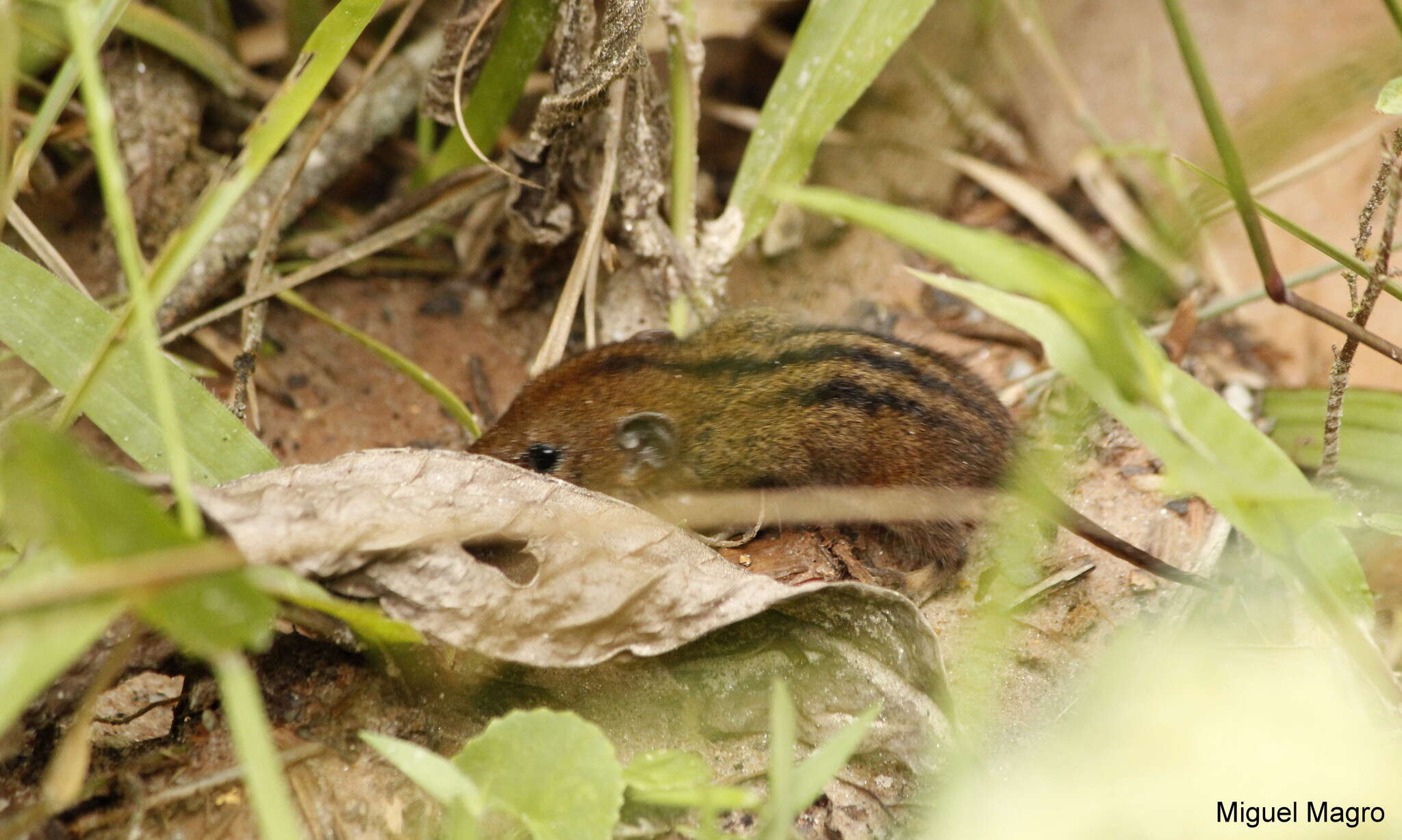 Image of Northern Three-striped Opossum