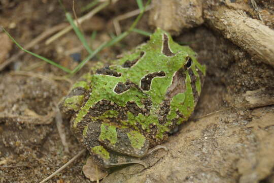 Image of Venezuelan Horned Frog