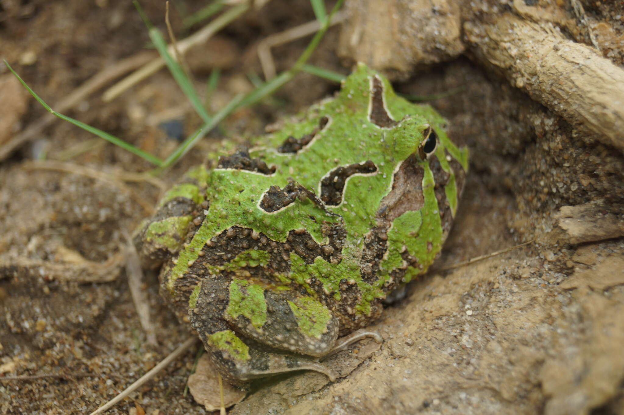 Imagem de Ceratophrys calcarata Boulenger 1890