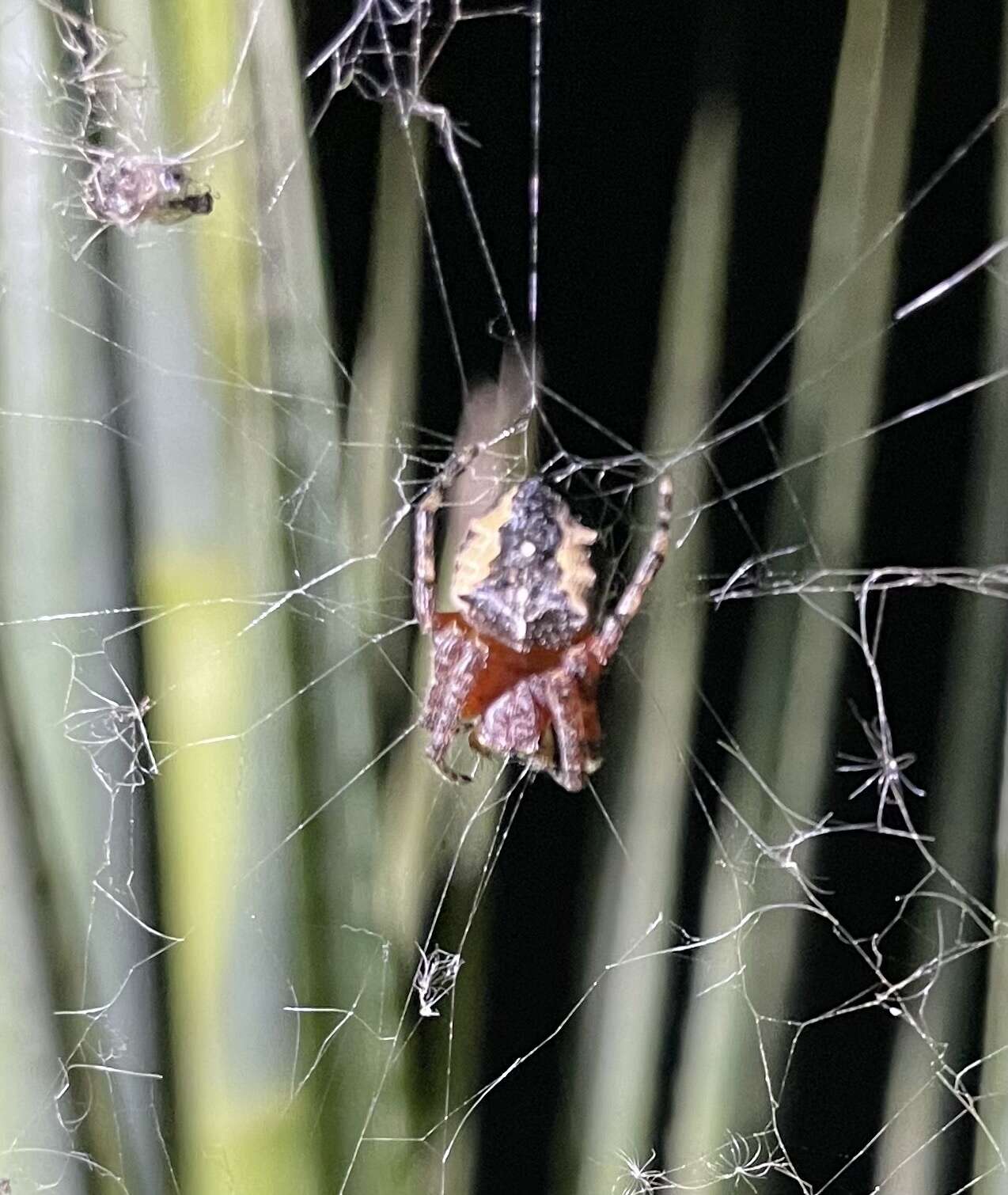 Image of Parawixia undulata (Keyserling 1892)