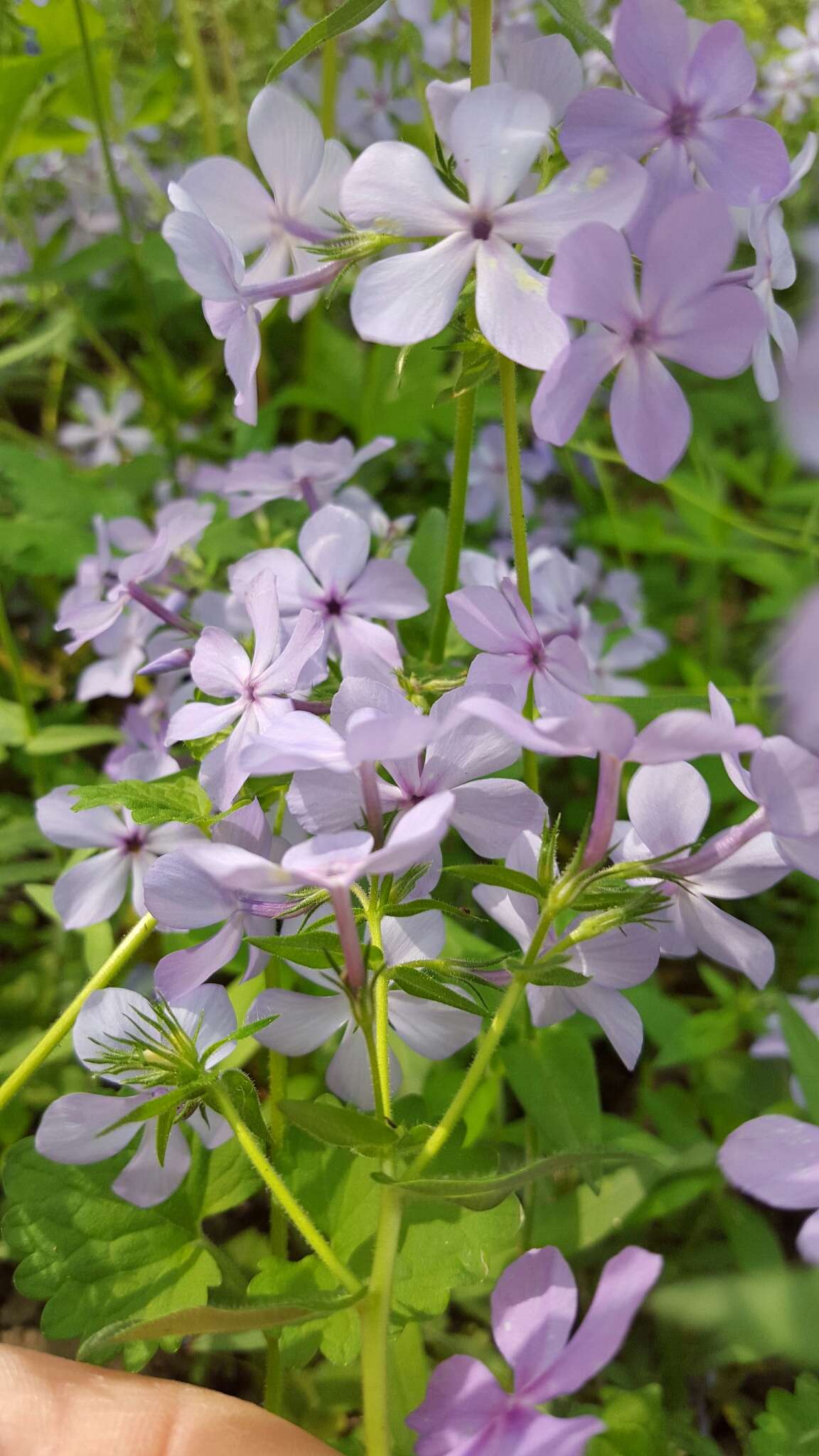 Image of Lapham's phlox