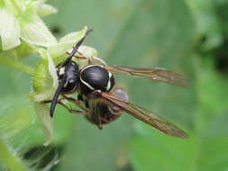 Image de Vespula shidai Ish., Yam. & Wagn. 1980