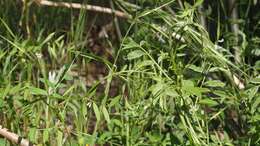 Image of Louisiana vetch