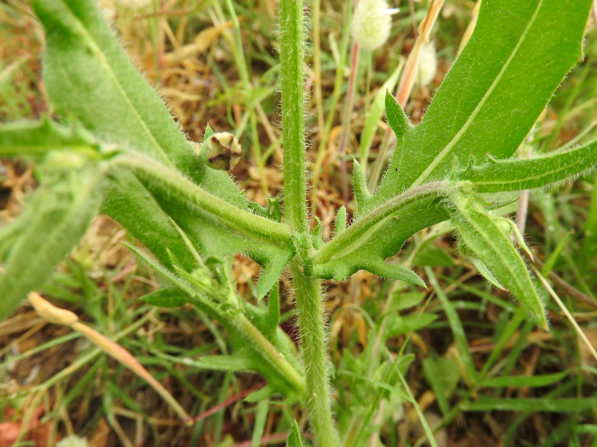 Imagem de Crepis neglecta subsp. graeca (Vierh.) Rech. fil.