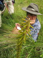 Image of Kniphofia parviflora Kunth