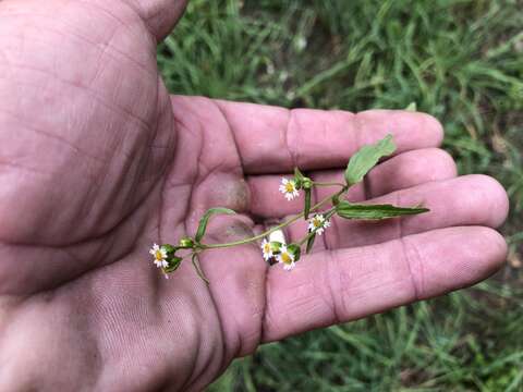 Image of Galinsoga parviflora var. semicalva A. Gray