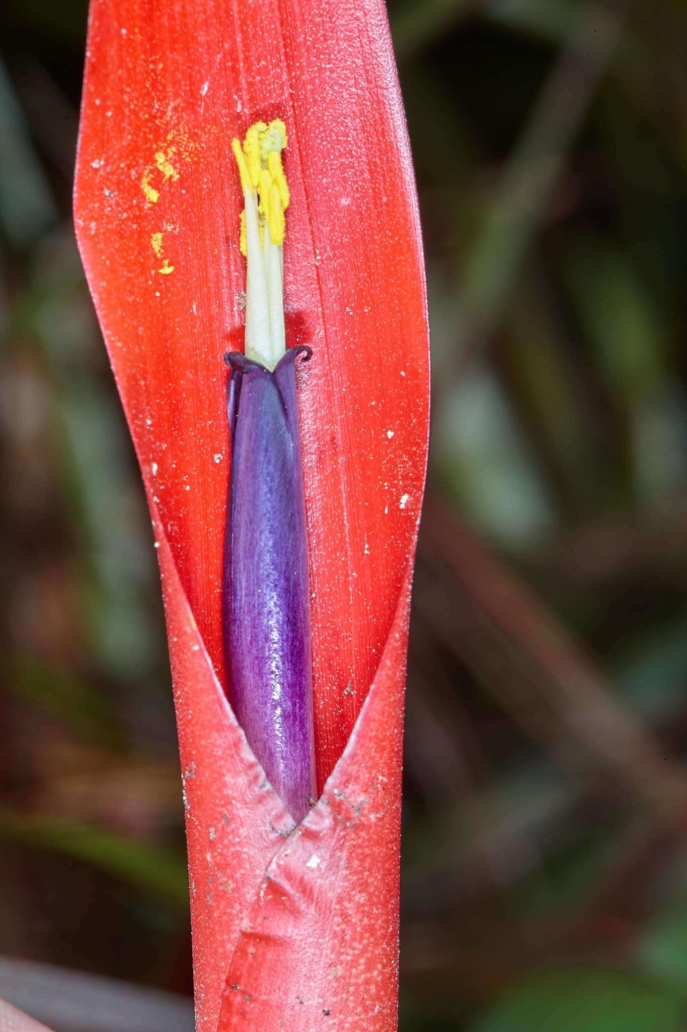 Image of Tillandsia standleyi L. B. Sm.