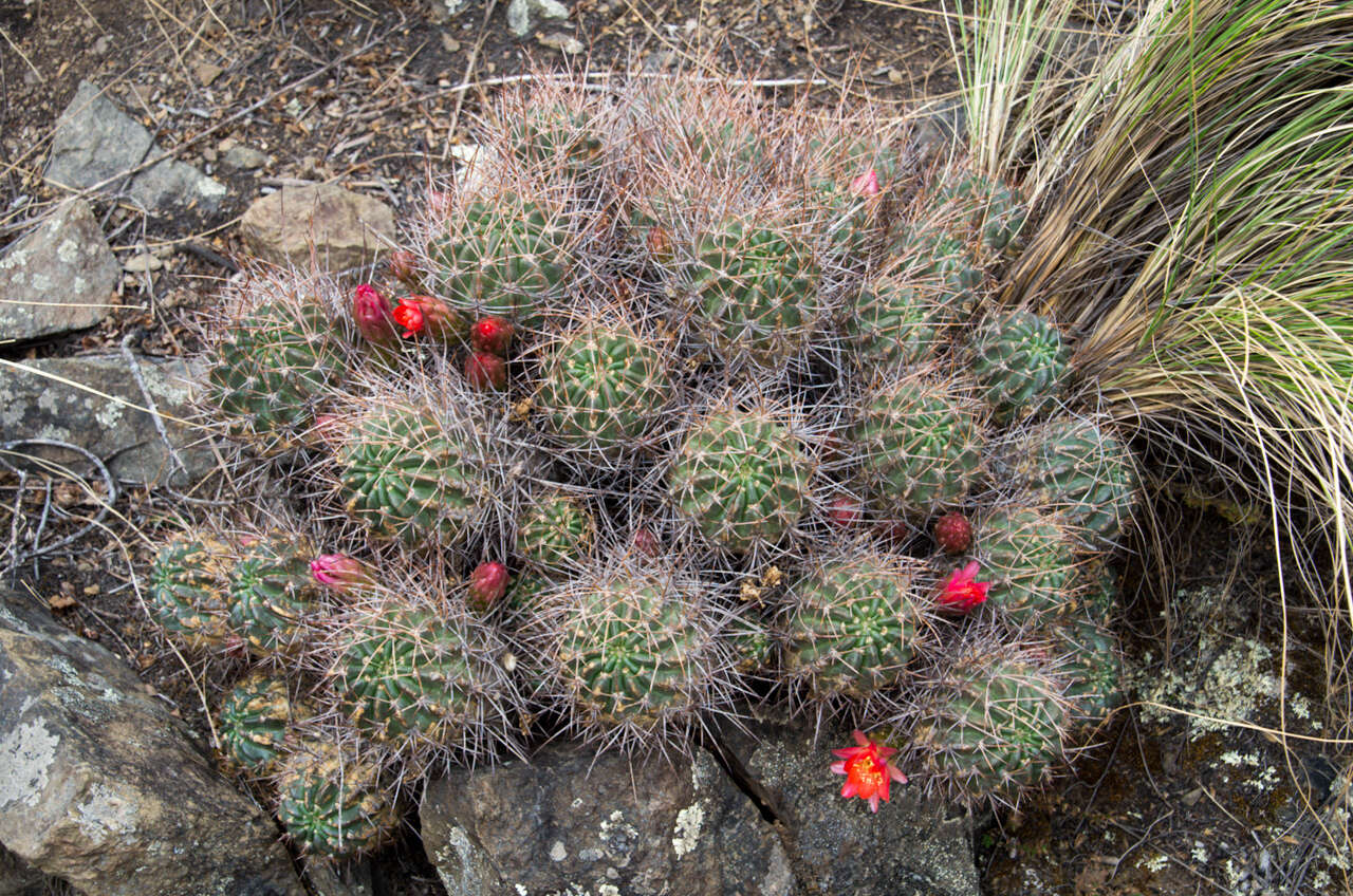 Lobivia maximiliana subsp. caespitosa的圖片