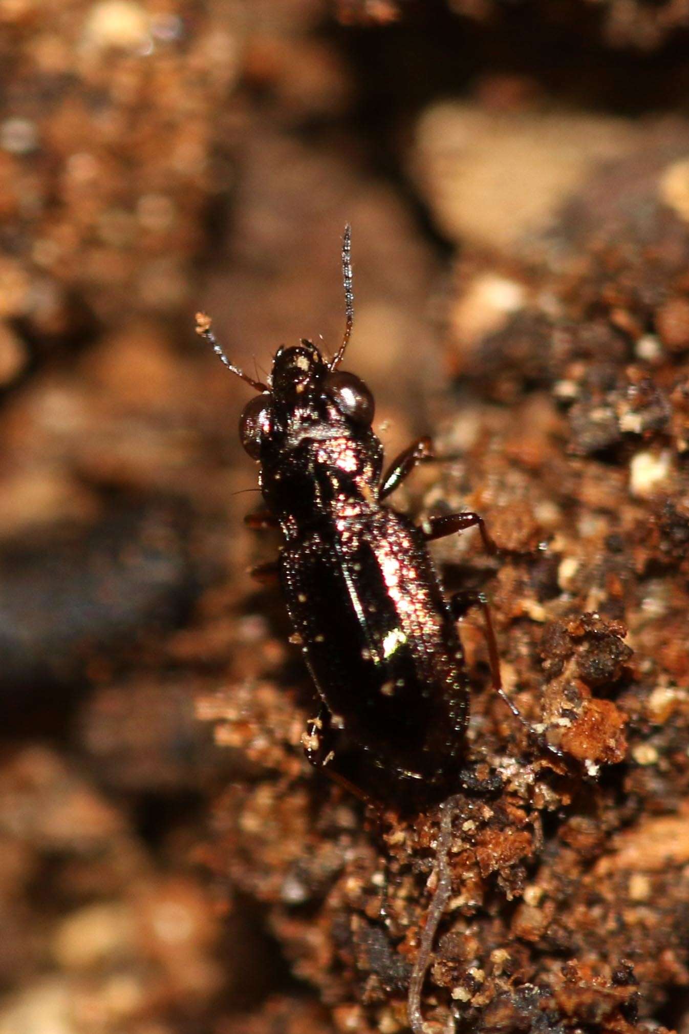 Image of Big-Eyed Bronze Beetle