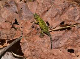 Image of Green Spiny Lizard