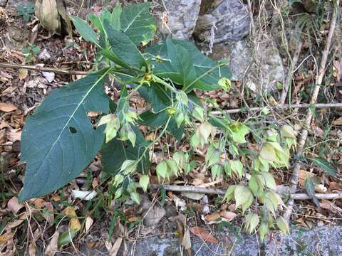 Plancia ëd Trichodesma calycosum Collett & Hemsl.