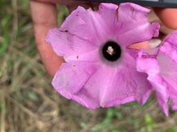 Plancia ëd Ipomoea batatoides Choisy