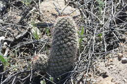 Image of Mammillaria hutchisoniana subsp. hutchisoniana