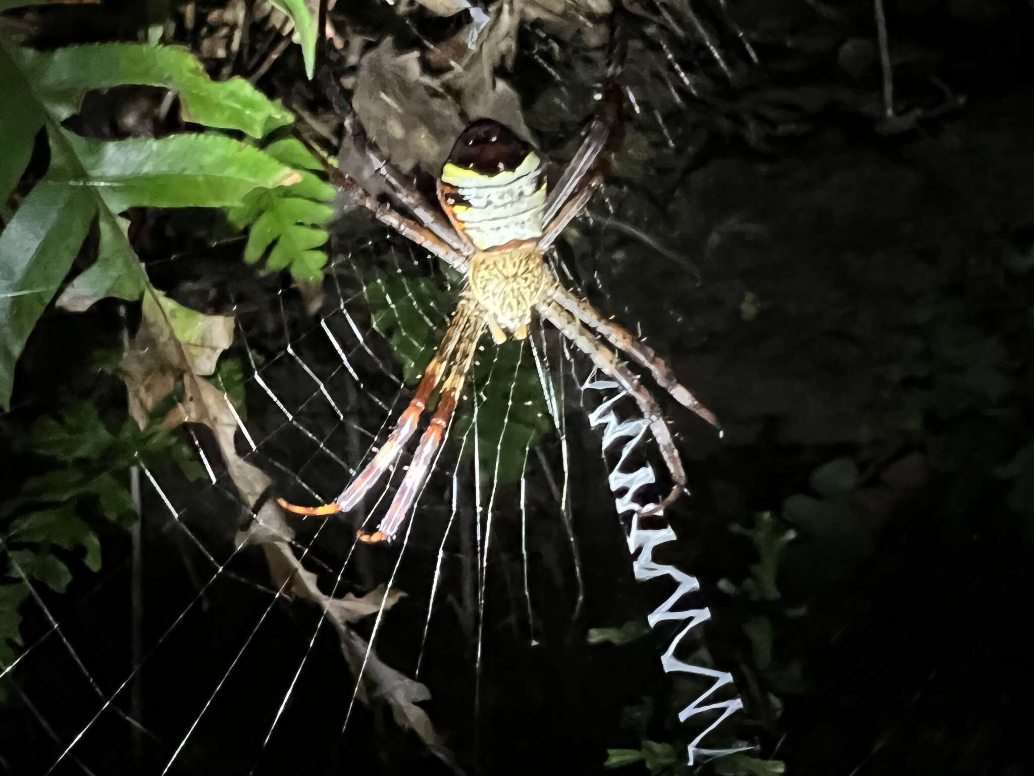 Imagem de Argiope vietnamensis Ono 2010