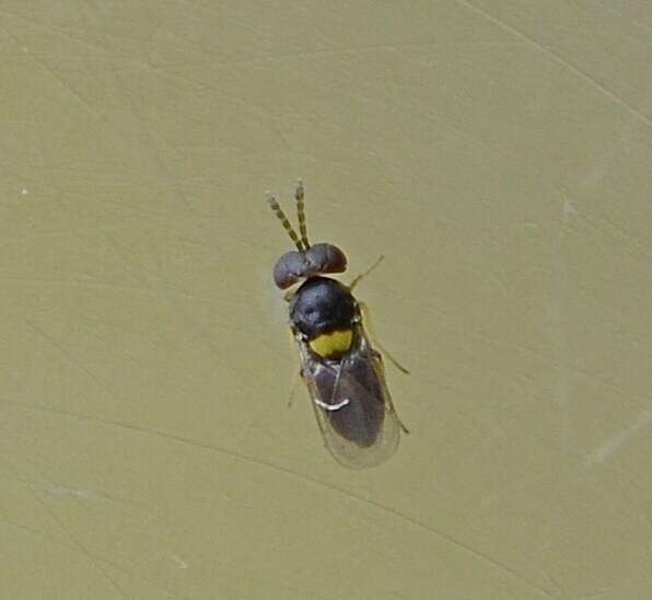 Image of Parasitoid wasp