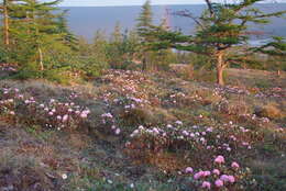 Imagem de Rhododendron adamsii Rehder