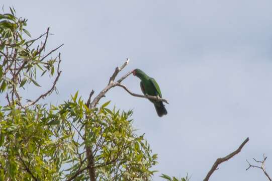 Image of Eclectus Wagler 1832