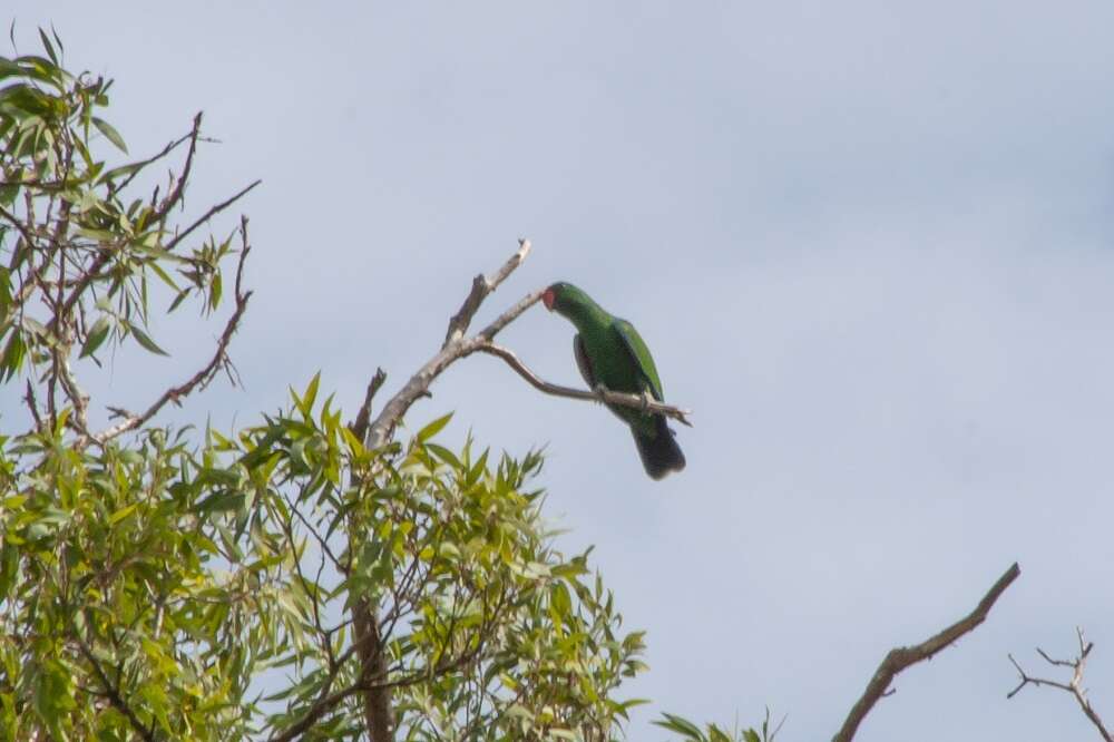 Image de Eclectus Wagler 1832