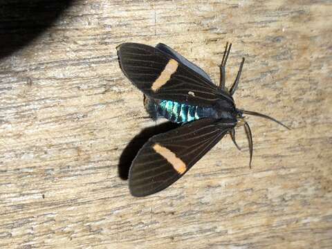 Imagem de Aclytia gynamorpha Hampson 1898