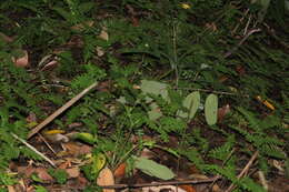 Image of White-bellied Rat Snake