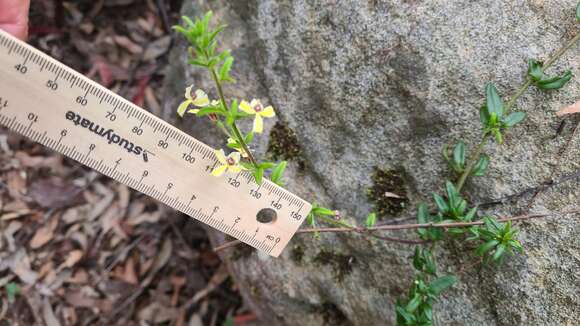 Image of Goodenia heterophylla Sm.