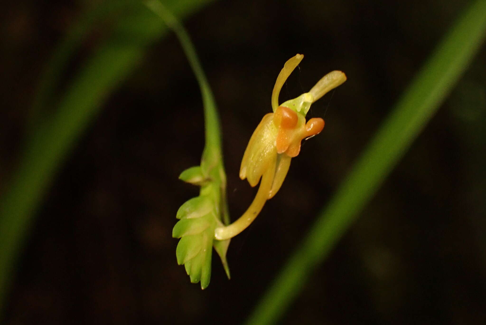 Image of Stichorkis gibbosa (Finet) J. J. Wood