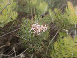 Image of Serruria gremialis J. P. Rourke