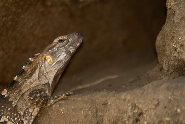 Image of Western Spiny-tailed Iguana