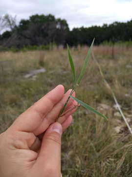 Image de Digitaria cognata (Schult.) Pilg.