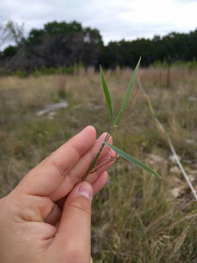 Image de Digitaria cognata (Schult.) Pilg.