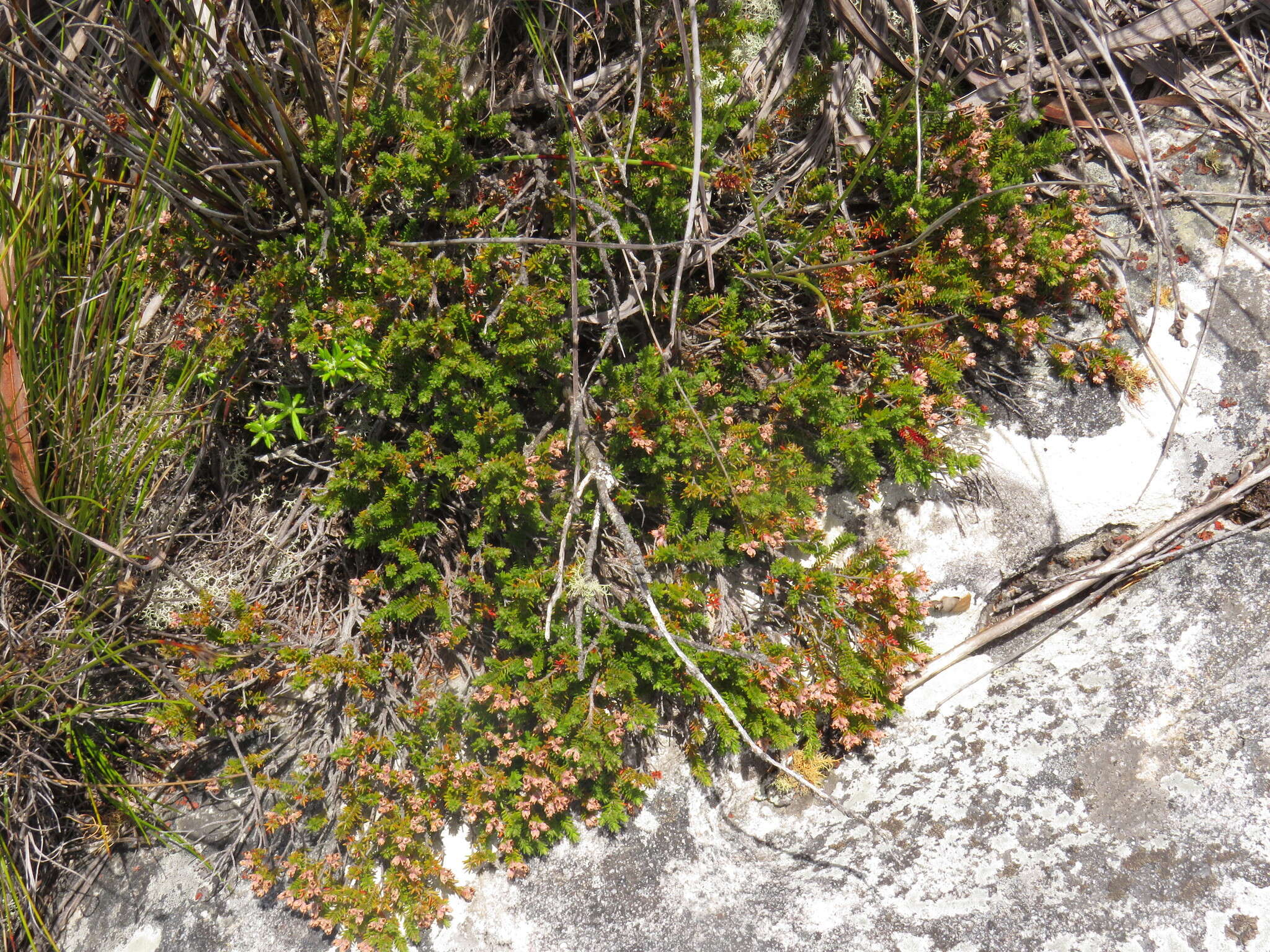 Image of Erica diosmifolia Salisb.