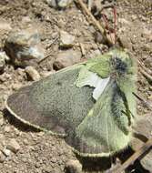 Image of Sierra Green Sulphur