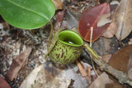 Image of Flask-Shaped Pitcher-Plant