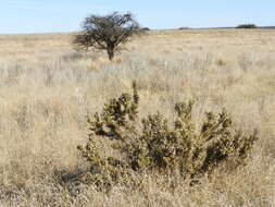 Image of Chuquiraga erinacea D. Don