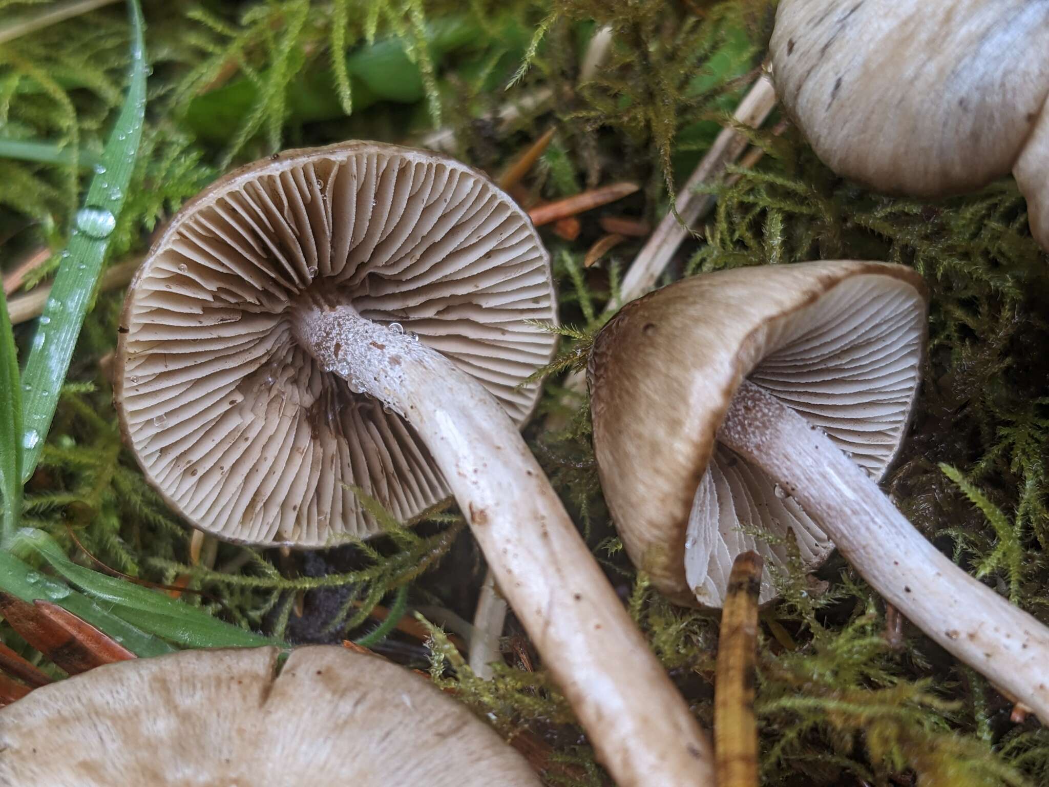 Image of Inocybe fuscodisca (Peck) Massee 1904