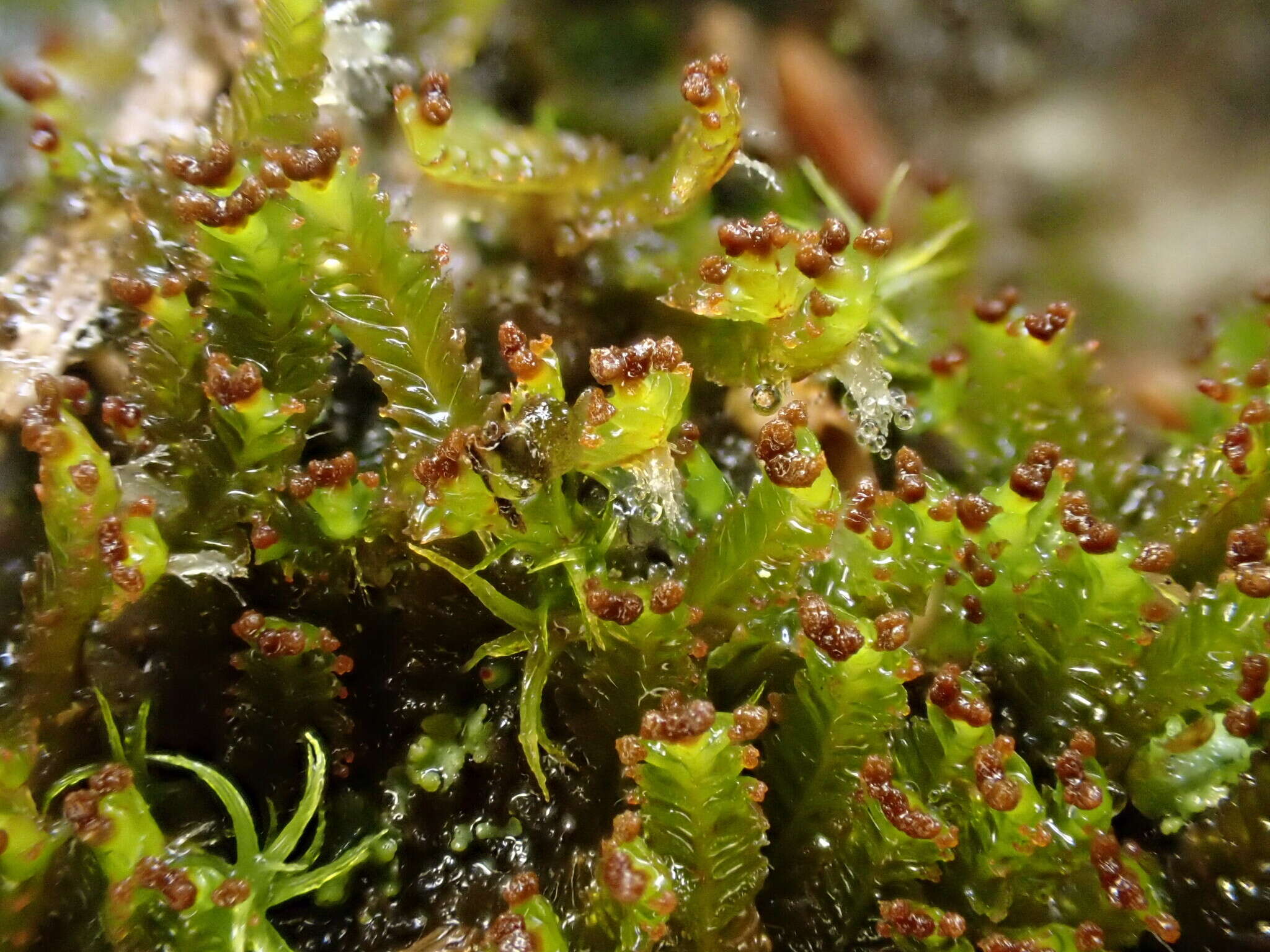 Image of Tritomaria exsectiformis (Breidl.) Schiffn. ex Loeske