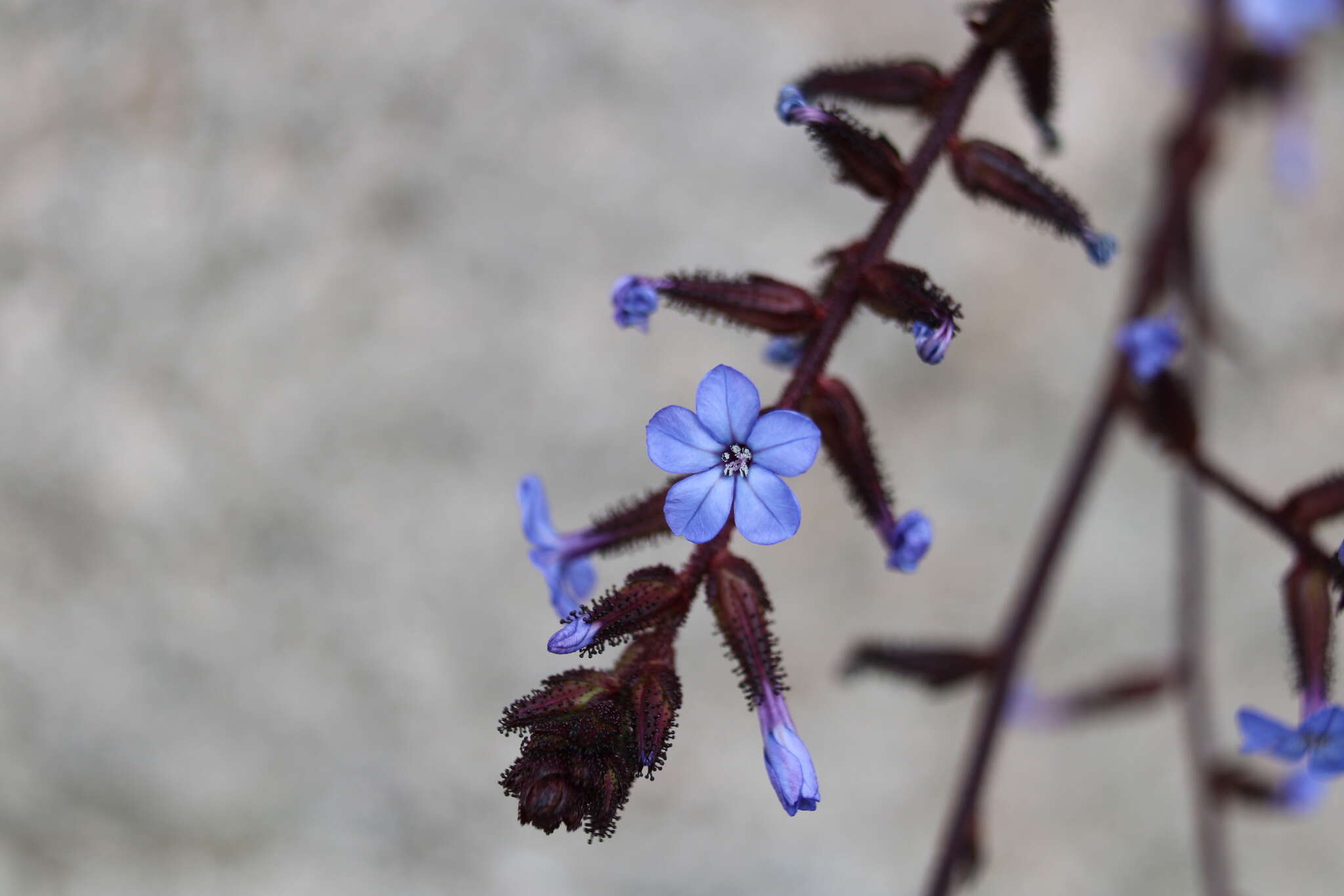 Imagem de Plumbago caerulea