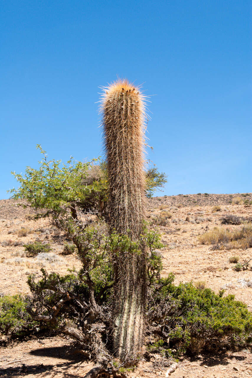 Imagem de Echinopsis tarijensis (Vaupel) H. Friedrich & G. D. Rowley