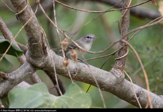 Image of Least Bell's vireo