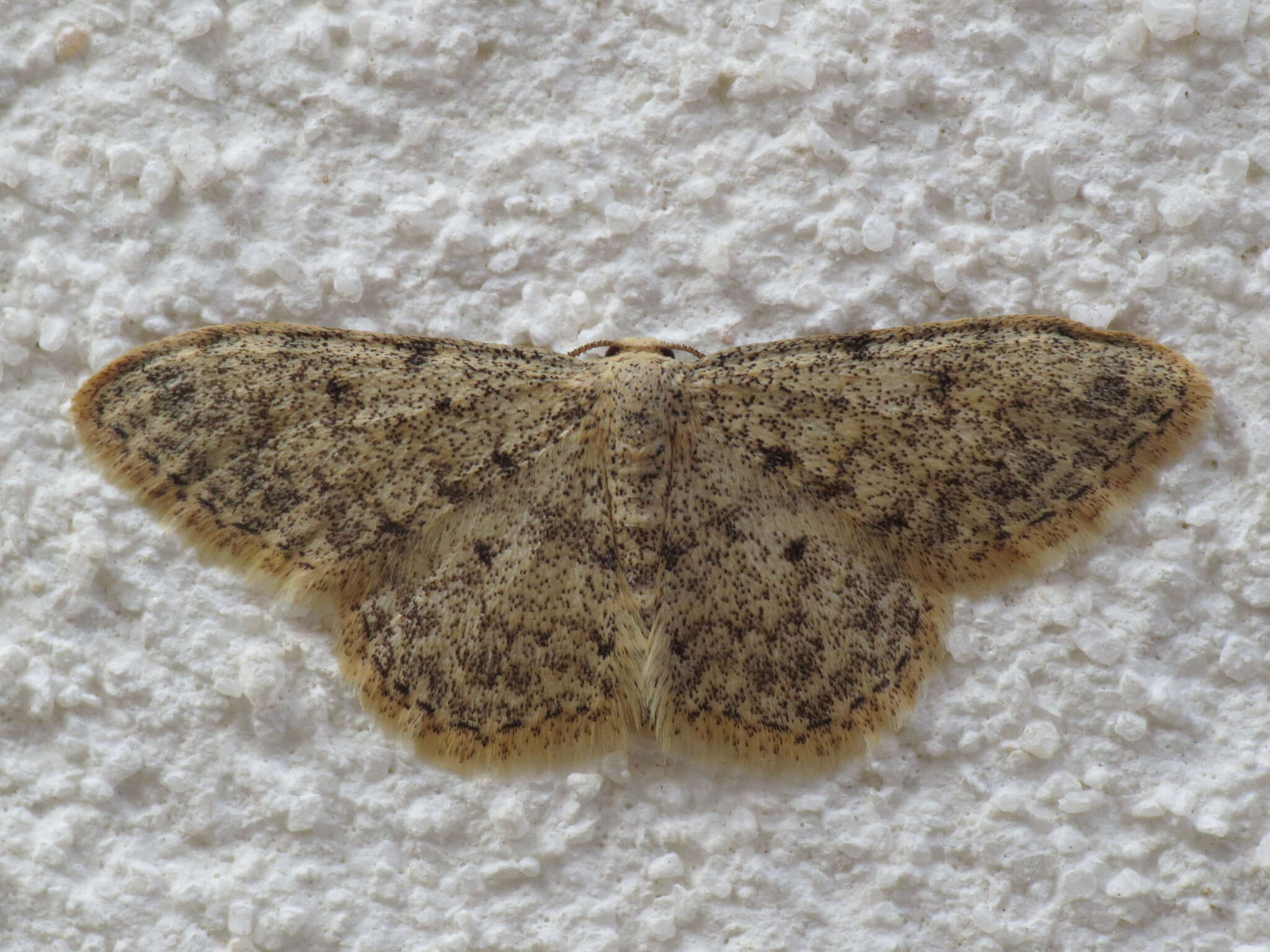 Image of Idaea urcitana Agenjo 1952