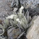 Image of Senecio cocuyanus (Cuatrec.) Cuatrec.