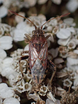 Image of Stictopleurus crassicornis (Linnaeus 1758)