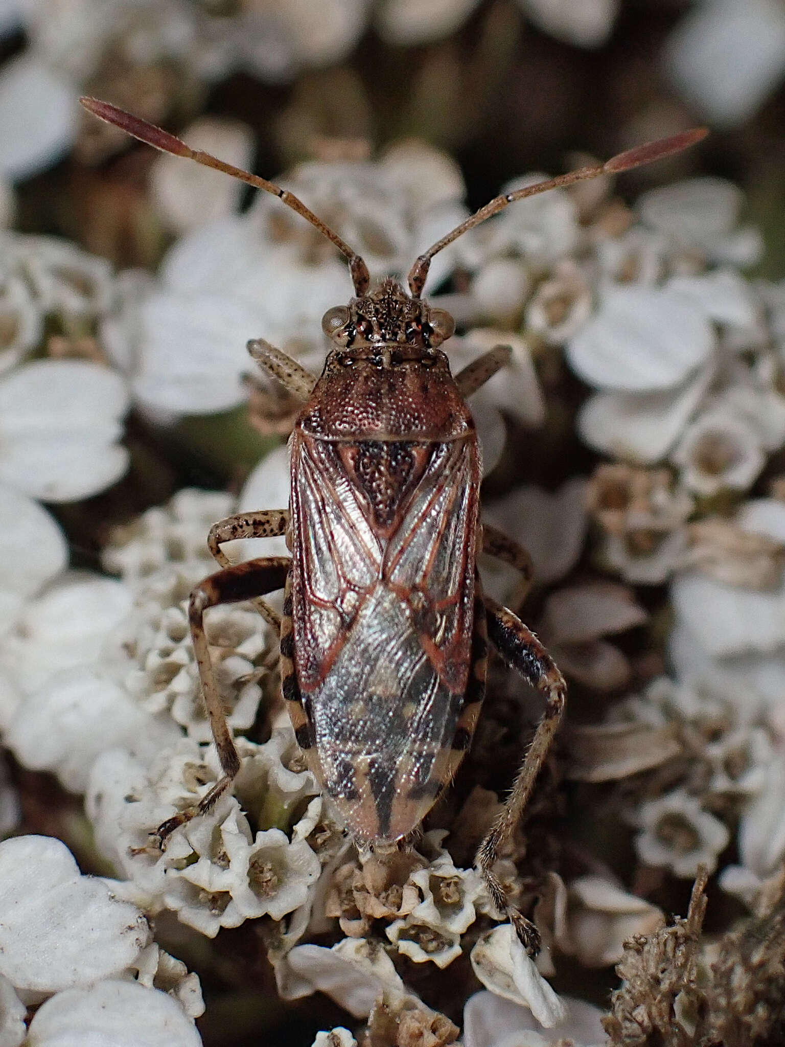 Слика од Stictopleurus crassicornis (Linnaeus 1758)