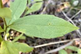 Image of western rough goldenrod