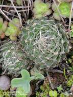 Слика од Haworthia arachnoidea var. nigricans (Haw.) M. B. Bayer