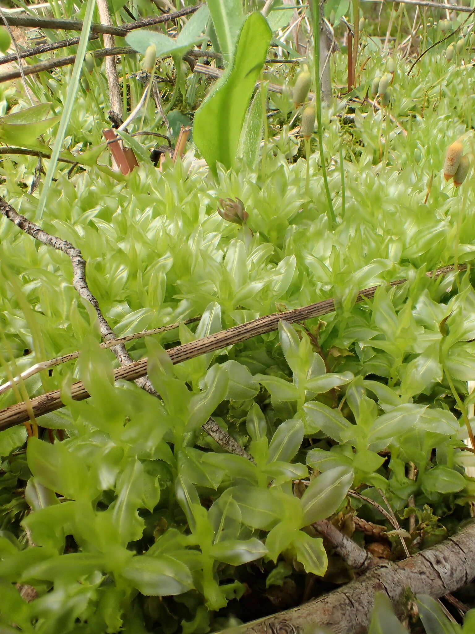 Image of intermediate plagiomnium moss