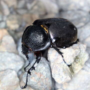 Image of Chalcosoma atlas mantetsu Nagai 2004