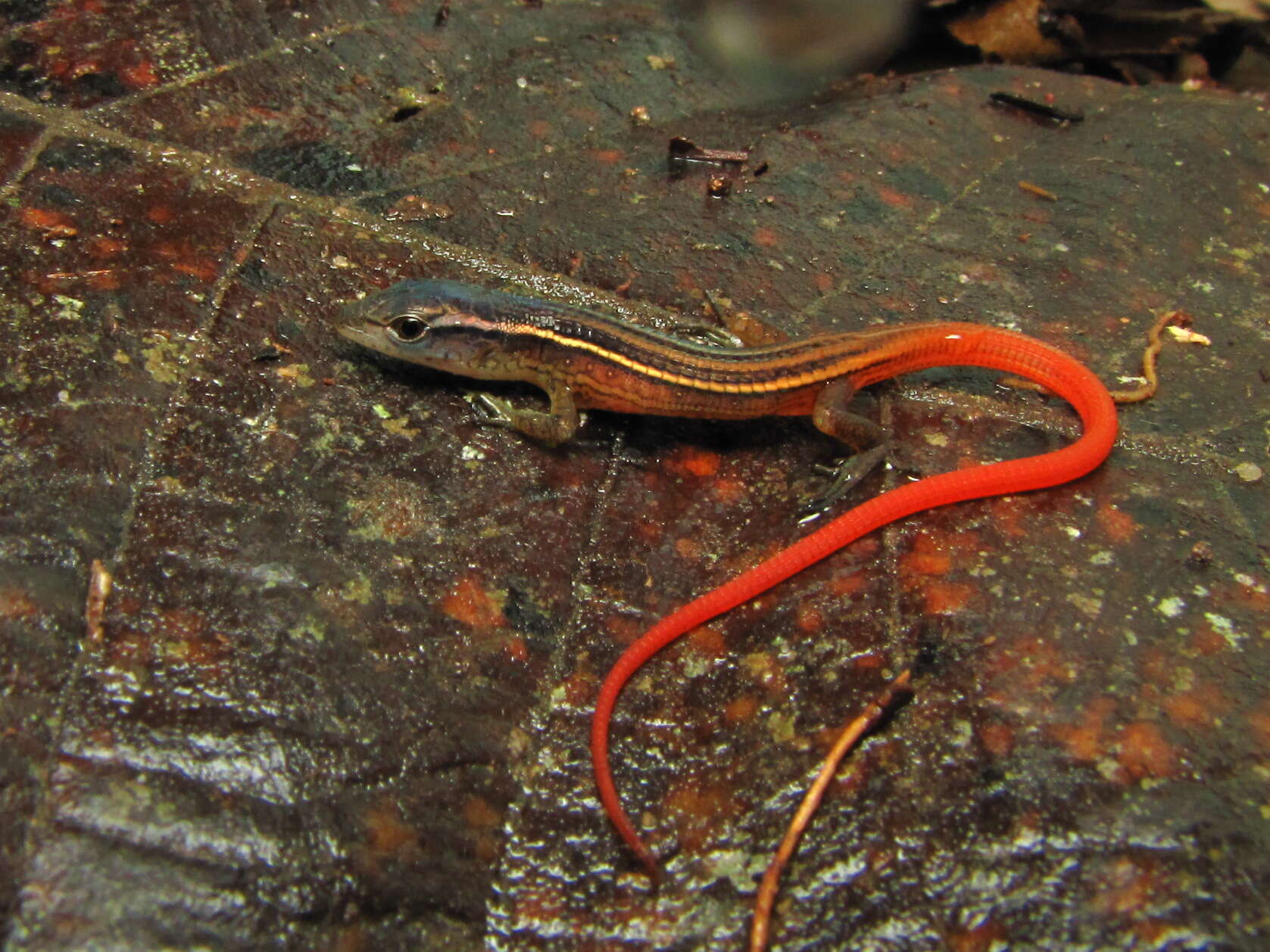 Imagem de Cercosaura ocellata Wagler 1830